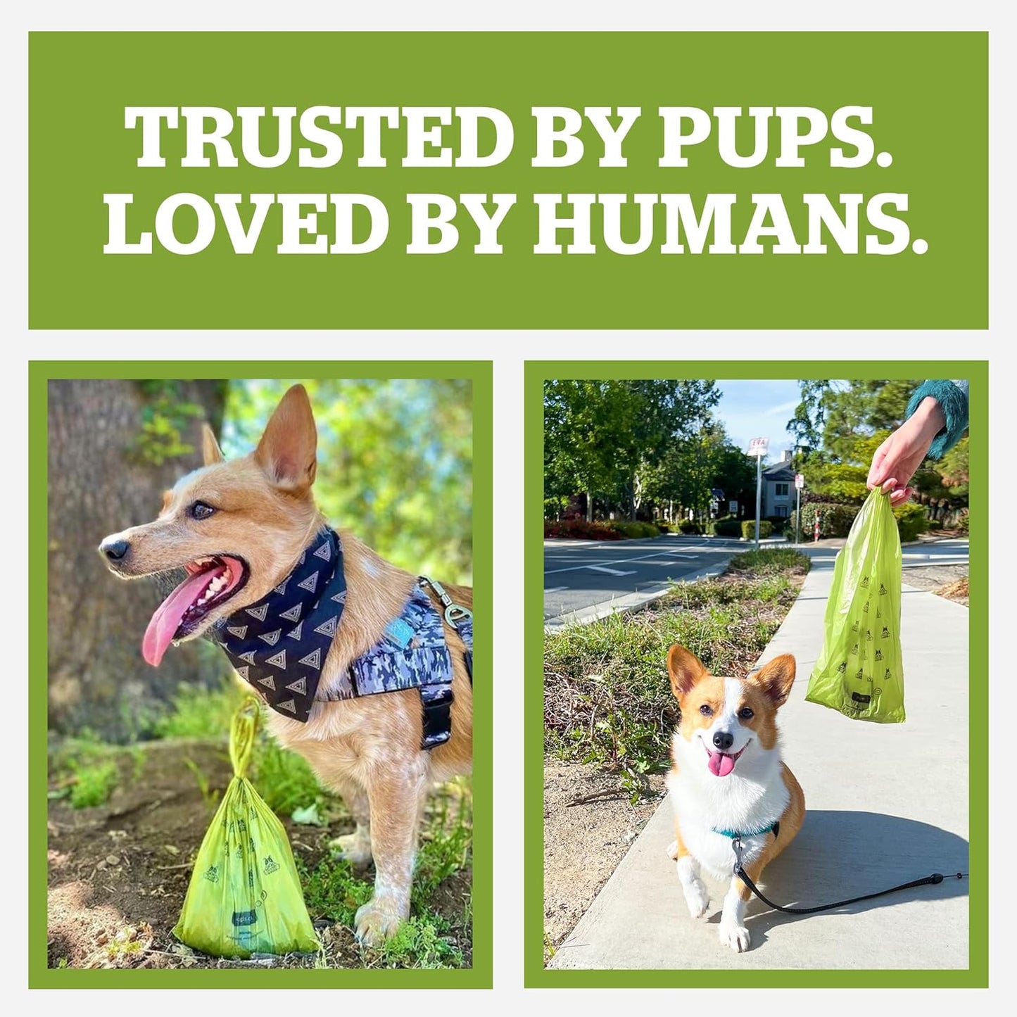Pogi's Premium Dog Waste Bags with Handles – Extra-Thick, Leak-Proof, Large, Unscented, 900-Count